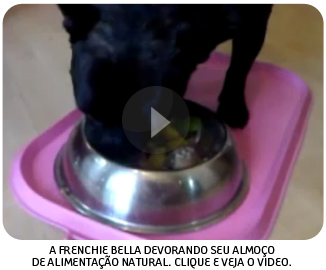 French Bulldog eating Raw Meaty Bones