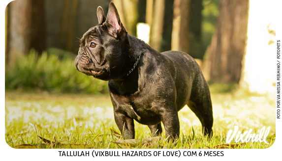 French Bulldogs