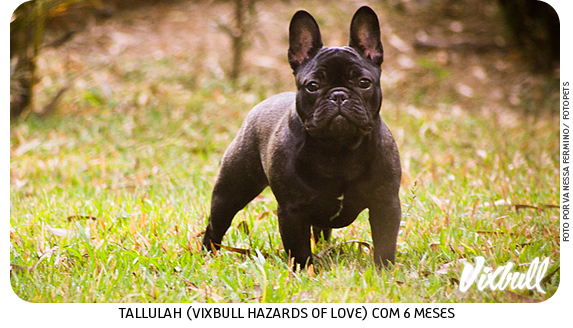 Buldoguinho Francês