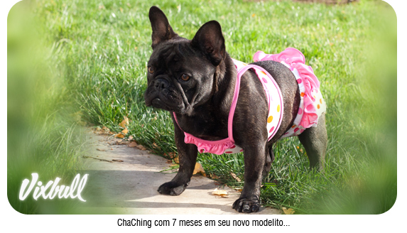 Bulldog Francês tigrado