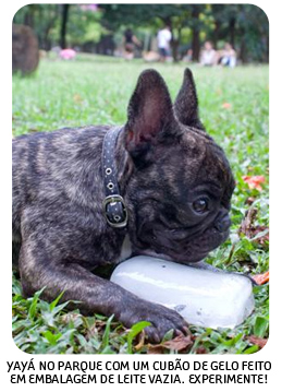 Bulldog Francês com Gelo no calor