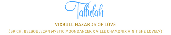 Tallulah - Vixbull Hazards of Love