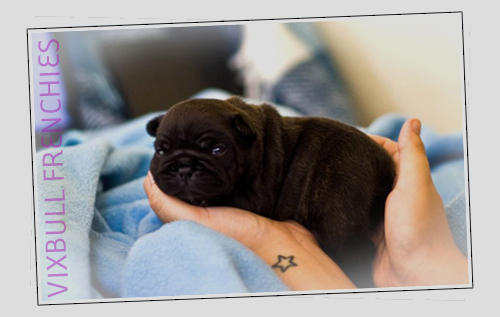 bulldog francês bebê