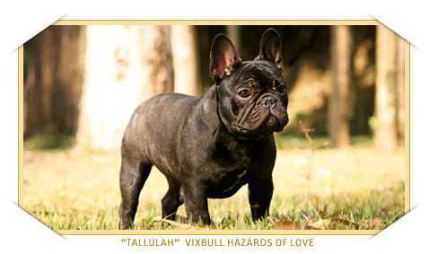 Vixbull Hazards of Love