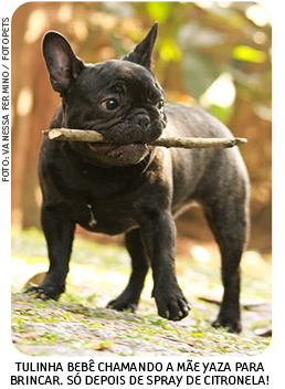 Filhote de Buldogue Francês com um graveto na boca