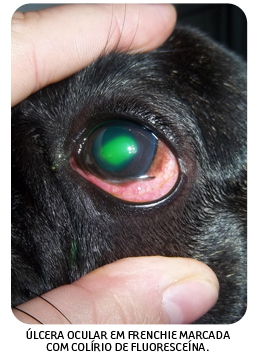 Bulldog Francês com úlcera ocular