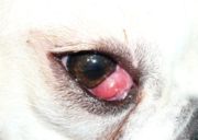 Cherry Eye / Prolapso da terceira palpebra
