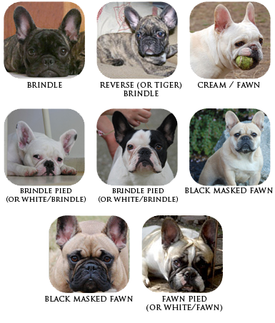 french bulldog colors brindle & white