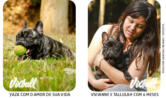 Filhotes de Bulldog Francês