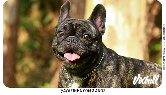 Bulldogue Frances