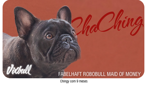Cabeça de Bulldog Francês