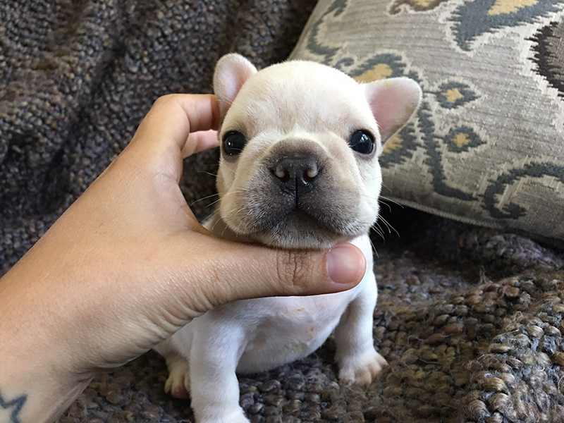 Available Puppies VIXBULL French Bulldogs Louisiana