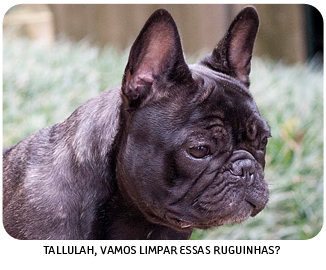 Bulldog Francês com carinha enrugada