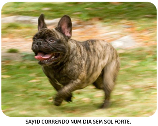 Bulldog Francês correndo