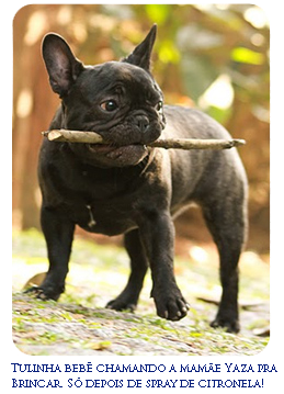 French Bulldog puppy playing with a stick