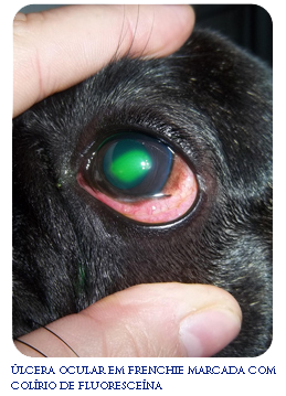 French Bulldog eye ulcer