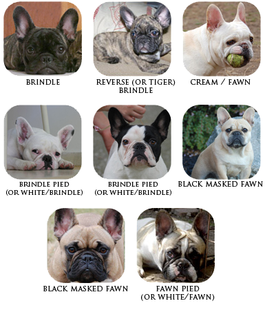 The Breed » French Bulldog Looks | VIXBULL - French Bulldogs - Louisiana