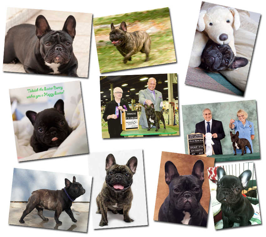 French Bulldog Pictures