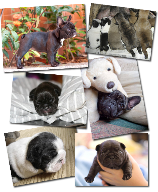 Vixbull French Bulldog Puppies - Louisiana